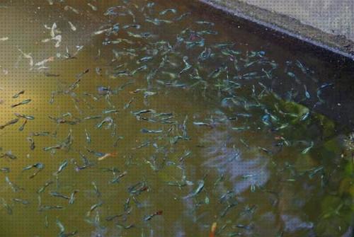 Opiniones de los 10 mejores Aguas De Garrafas Acuarios Guppys