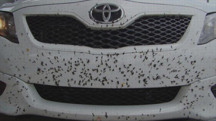 12 Mejores antimosquitos de coches bajo análisis